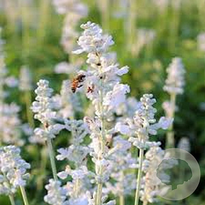 Lavandula ang. 'Ellagance Snow' GM P13