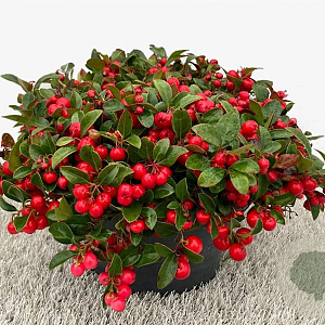 Gaultheria procumbens 10 cm P10,5