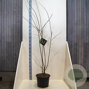 Gleditsia triacanthos inermis 225-250 cm 20L meerstammig