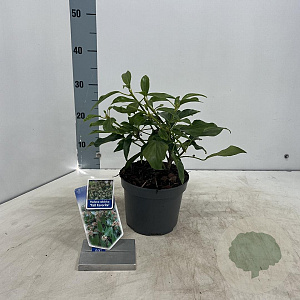 Hedera colchica 'Fall Favourite' 20-25 cm 2,0L