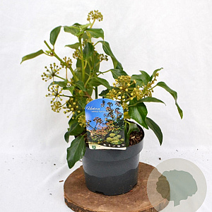 Hedera colchica 'Fall Favourite' 25-30 cm 3,0L