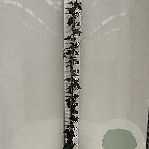 Hedera hibernica 175-200 cm 3,0L met stok