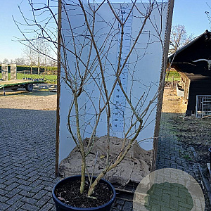 Heptacodium miconioides 200-225 cm cont. 90L solitair