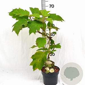 Hydrangea quercifolia 30-40 cm 3,0L