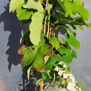 Hydrangea quercifolia 60-80 cm 5,0L