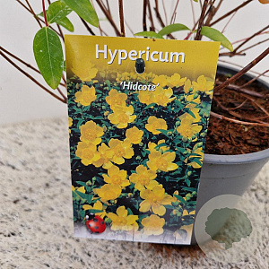 Hypericum 'Hidcote' 30-35 cm 2,5L