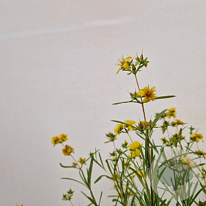 Hypericum kalmianum 'Gemo' 30-40 cm 2,5L