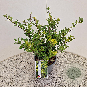 Ilex crenata 'Caroline Upright' 35 cm 2,5L