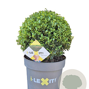 Ilex crenata Dark Green 35 cm 10L bol potgekweekt