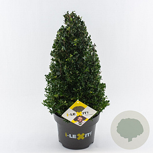 Ilex crenata Dark Green 40-50 cm 5,0L kegel versgepot