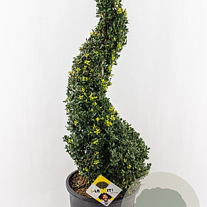 Ilex crenata Dark Green 90-100 cm 18L spiraal potgekweekt