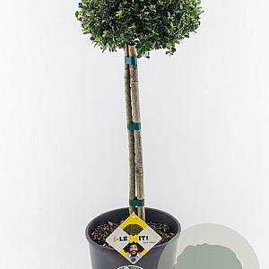 Ilex crenata Dark Green 50 cm stam 12L bol potgekweekt