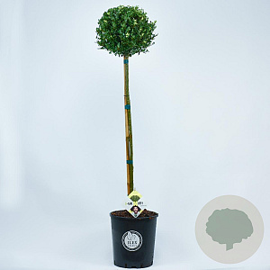 Ilex crenata Dark Green 80 cm stam 12L potgekweekt