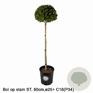 Ilex crenata Dark Green 80 cm stam 12L potgekweekt