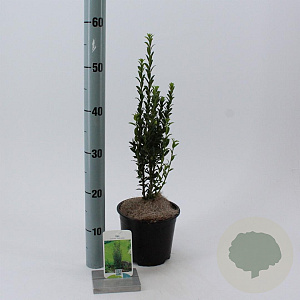 Ilex crenata 'Fastigiata' 40-50 cm 2,0L