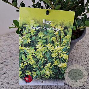 Ilex crenata 'Green Hedge' 30-40 cm 2,5L