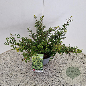 Ilex crenata 'Stokes' 25-30 cm 2,5L