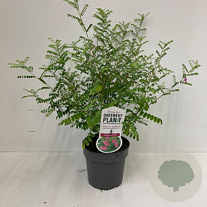 Indigofera heterantha 30-40 cm 2,0L