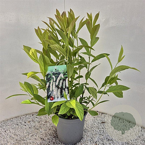 Itea virginica 'Henry's Garnet' 30-40 cm 2,5L