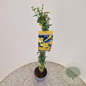 Jasminum nudiflorum 60-65 cm 2,5L