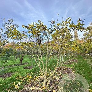 Juglans regia 350-400 cm draadkluit meerstammig op aanvraag