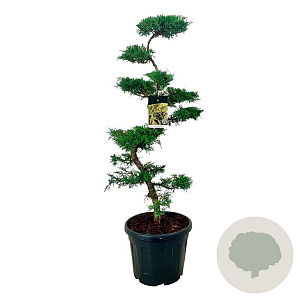 Juniperus pfitzeriana 100-125 cm 45L bonsai