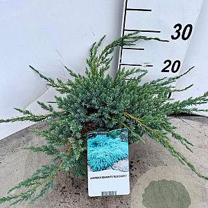 Juniperus squamata 'Blue Carpet' 30-40 cm 3,0L