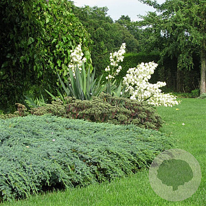Juniperus squamata 'Blue Carpet' 40-50 cm 5,0L