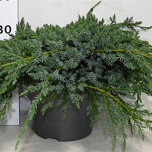 Juniperus squamata 'Blue Carpet' 40-50 cm 5,0L