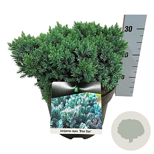 Juniperus squamata 'Blue Star' 30-40 cm 7,5L