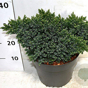 Juniperus squamata 'Blue Star' 30-40 cm 7,5L