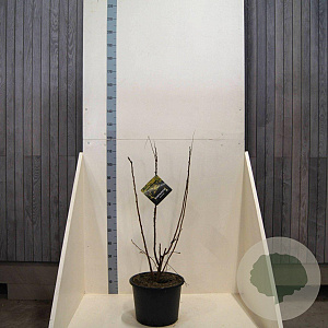 Koelreuteria paniculata 100-125 cm 20L meerstammig