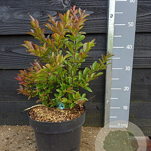 Lagerstroemia Enduring Summer Red 40-50 cm 5,0L