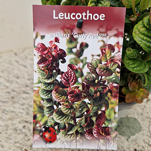 Leucothoe axillaris 'Curly Red' 20-25 cm 2,5L