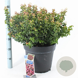 Leucothoe axillaris 'Curly Red' 40-50 cm 15L
