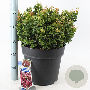 Leucothoe axillaris 'Curly Red' 40-50 cm 15L