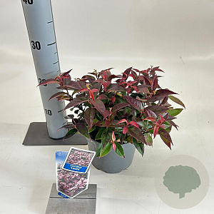 Leucothoe Lovita 25-30 cm 2,0L