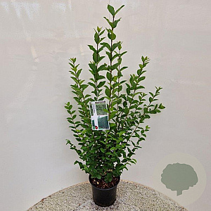 Ligustrum ovalifolium 60-65 cm 4,0L