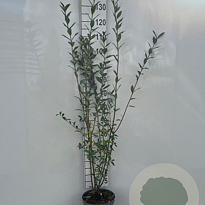 Ligustrum vulgare 100-125 cm 5,0L