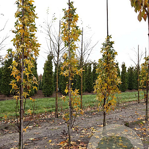 Liquidambar styraciflua 10-12 HO draadkluit geveerd