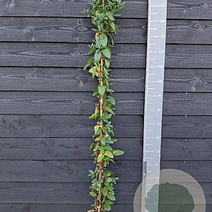 Lonicera acuminata 150-175 cm vierkant rond 5,5L