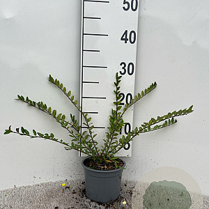 Lonicera pileata 20-30 cm C1.3