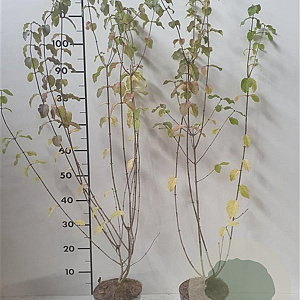 Lonicera xylosteum 60-80 cm 2,0L