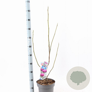 Magnolia Black Tulip 60-80 cm 5,0L