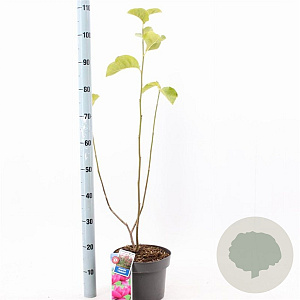 Magnolia 'Cleopatra' 60-80 cm 5,0L