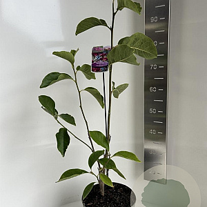 Magnolia 'Cleopatra' 60-80 cm 5,0L