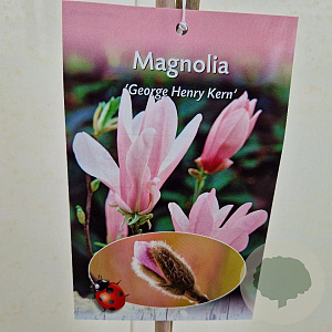 Magnolia 'George Henry Kern' 100 cm stam 5,0L