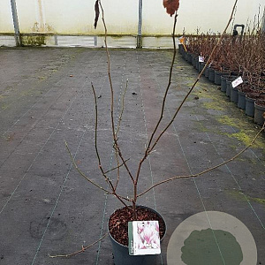 Magnolia soulangeana 40-50 cm 5,0L