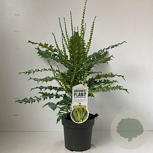 Mahonia media 'Charity' 40-50 cm 2,0L