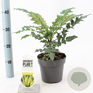 Mahonia media 'Winter Sun' 25-30 cm 2,0L